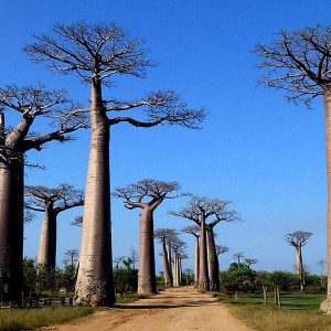 7-Day Madagascar Eastern Rainforest Thrilling Experience