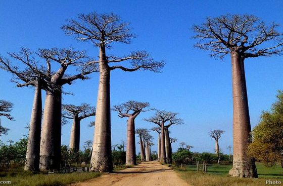 10-Day Madagascar’s Wild West Thrilling Safari