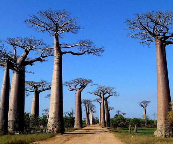 7-Day Madagascar Eastern Rainforest Thrilling Experience