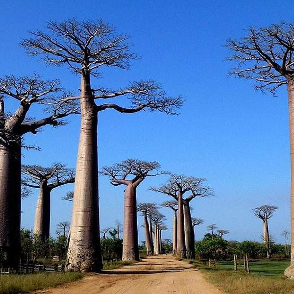 7-Day Madagascar Eastern Rainforest Thrilling Experience