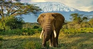 3-Day Thrilling Amboseli National Park Budget Tour