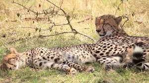 9-Day Rwanda And Kenya Magnificent Luxury Safari