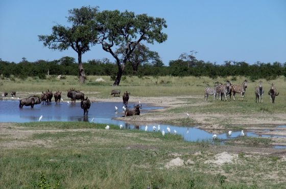 8-Day Thrilling Safari in Zambia, Botswana, Zimbabwe & Ethiopia