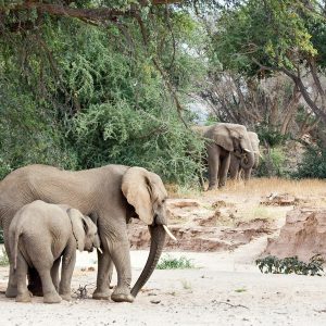 Epupa Falls Tours, Twyfelfontein Tours