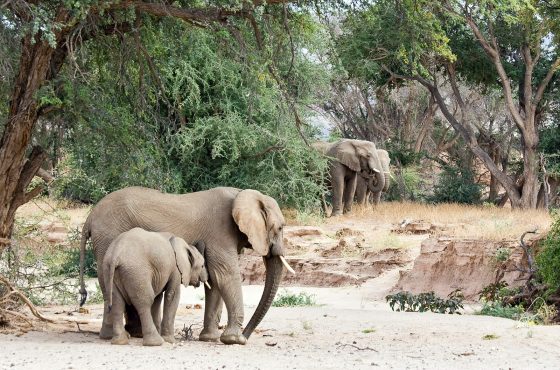 14 Day Self Drive Namibia Thrilling Adventure Tour