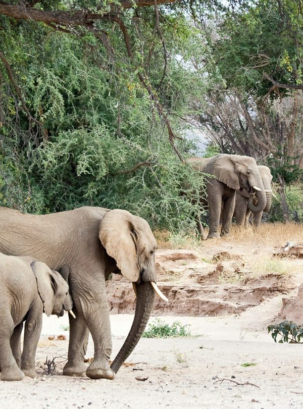 Epupa Falls Tours, Twyfelfontein Tours