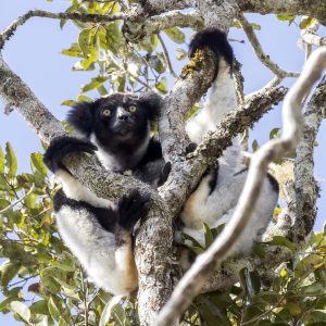 10-Day Thrilling Budget Madagascar & Masai Mara Experience