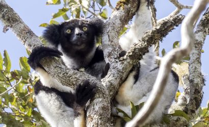 10-Day Thrilling Budget Madagascar & Masai Mara Experience