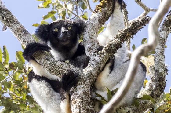 10-Day Thrilling Budget Madagascar & Masai Mara Experience