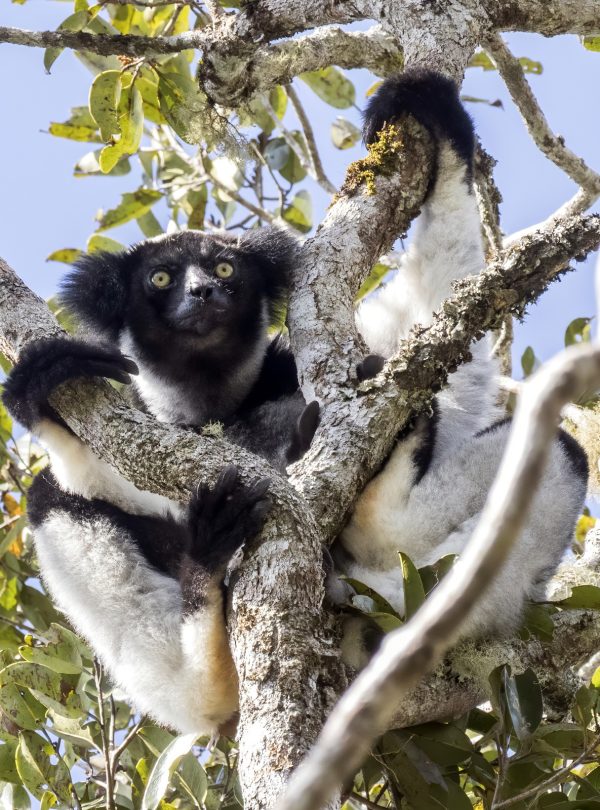 10-Day Thrilling Budget Madagascar & Masai Mara Experience