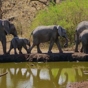 9-Day Zambia Victoria Falls, South Luangwa & Kafue Mid-Range Thrilling Tour