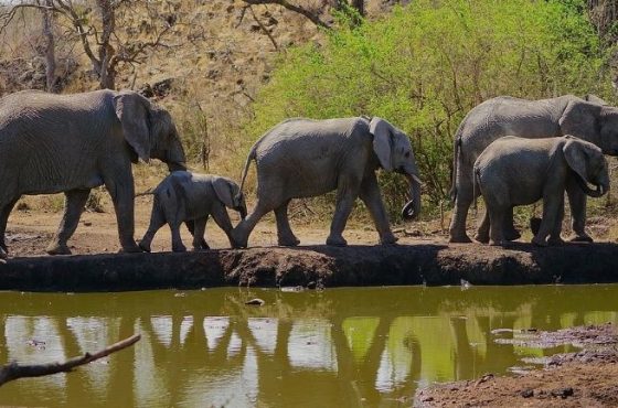 9-Day Zambia Victoria Falls, South Luangwa & Kafue Mid-Range Thrilling Tour