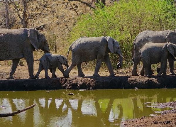 9-Day Zambia Victoria Falls, South Luangwa & Kafue Mid-Range Thrilling Tour