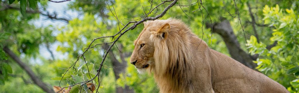 9-Day Zambia Victoria Falls, South Luangwa & Kafue Luxury Thrilling Tour