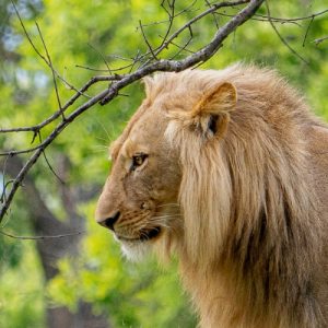 9-Day Zambia Victoria Falls, South Luangwa & Kafue Luxury Thrilling Tour
