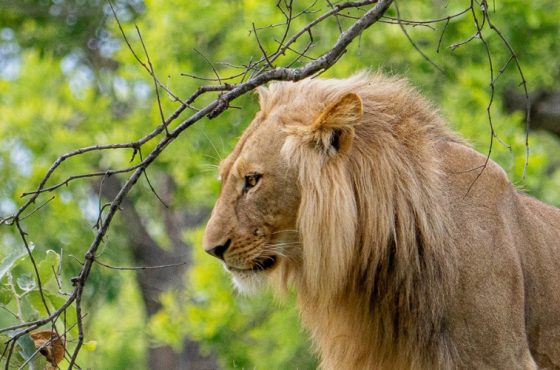 9-Day Zambia Victoria Falls, South Luangwa & Kafue Luxury Thrilling Tour