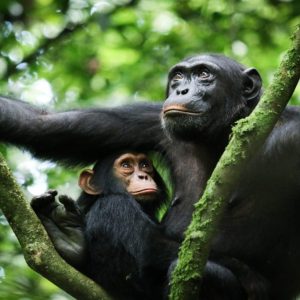 10-Day Thrilling Madagascar Tour & Uganda Chimp Trek