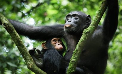 10-Day Thrilling Madagascar Tour & Uganda Chimp Trek