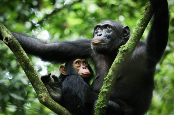 10-Day Thrilling Madagascar Tour & Uganda Chimp Trek