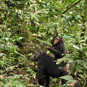 3-Day Thrilling Kibale Chimpanzee Mid-Range Tour