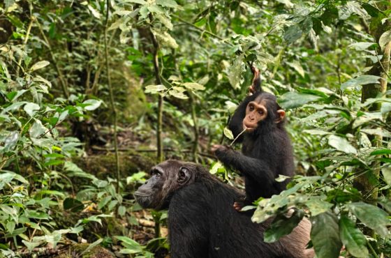 3-Day Thrilling Kibale Chimpanzee Mid-Range Tour