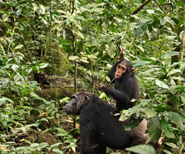3-Day Thrilling Kibale Chimpanzee Mid-Range Tour