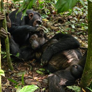 3-Day Thrilling Kibale Chimpanzee Luxury Tour