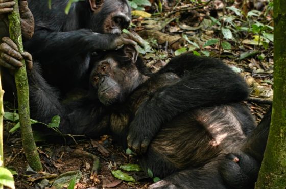 3-Day Thrilling Kibale Chimpanzee Luxury Tour