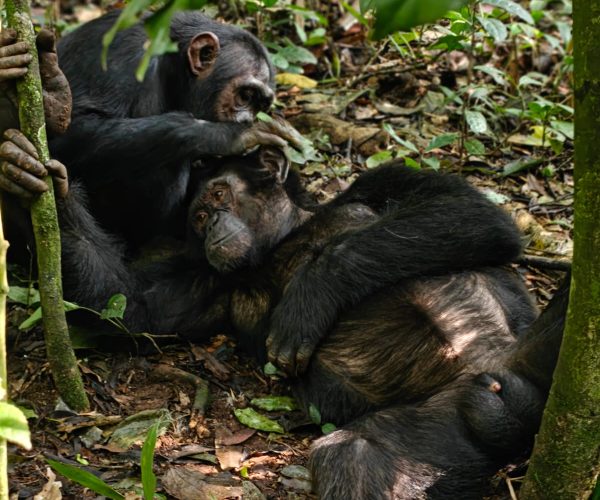 3-Day Thrilling Kibale Chimpanzee Luxury Tour