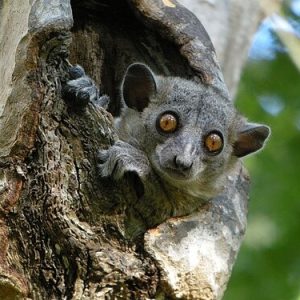 Kirindy Mitea National Park
