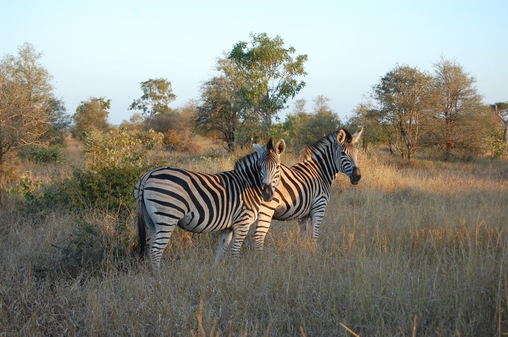 8 Day South African Thrilling Mid-Range Safari