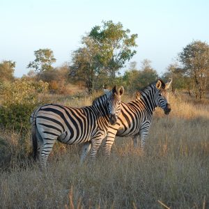 8 Day South African Thrilling Mid-Range Safari