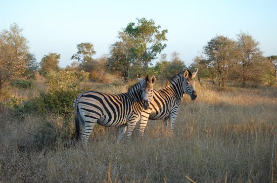 8 Day South African Thrilling Mid-Range Safari