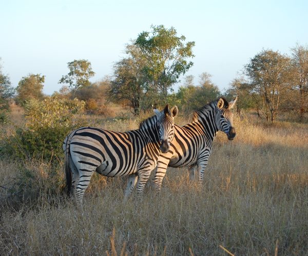 8 Day South African Thrilling Mid-Range Safari