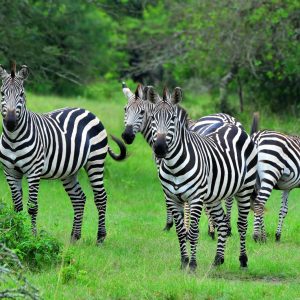4-Day Scenic Budget Safari In Queen & Lake Mburo