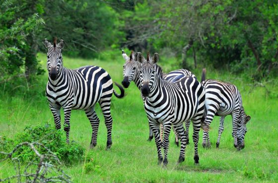 4-Day Scenic Budget Safari In Queen & Lake Mburo