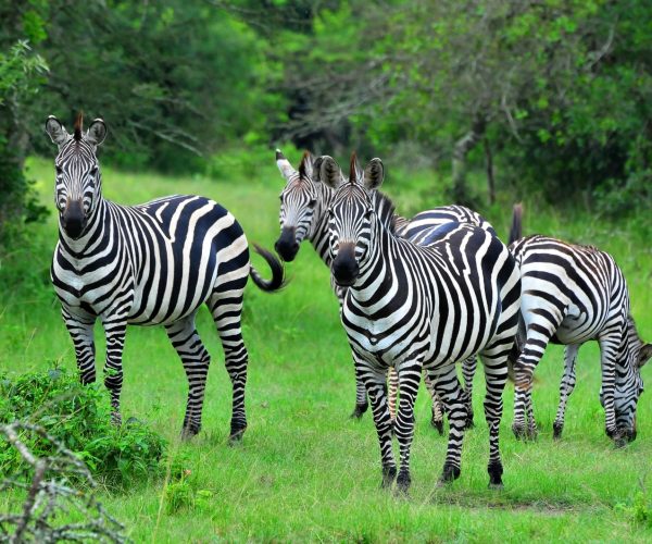 4-Day Scenic Budget Safari In Queen & Lake Mburo