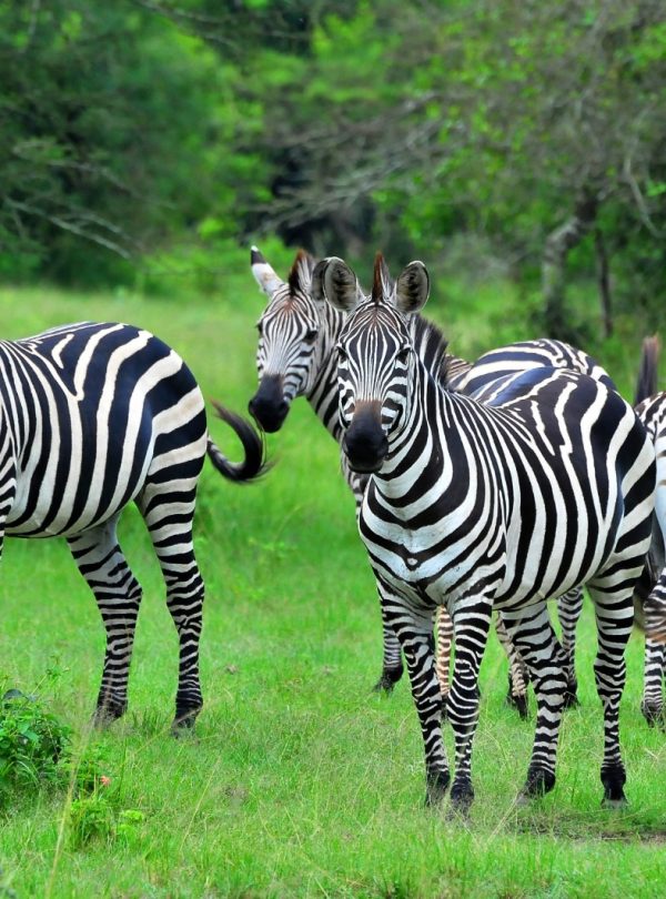 4-Day Scenic Budget Safari In Queen & Lake Mburo