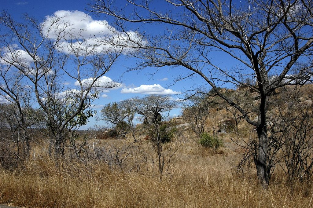 8 Day South African Thrilling Safari