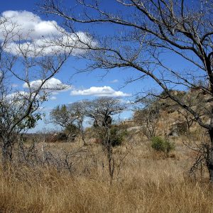 8 Day South African Thrilling Safari