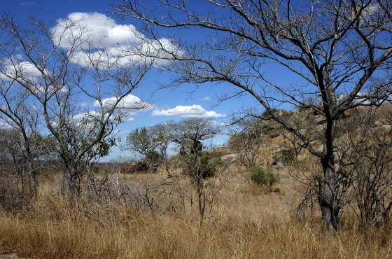 8 Day South African Thrilling Safari