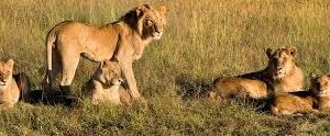 5-Day Ideal Masai Mara, Nakuru & Amboseli Luxury Tour