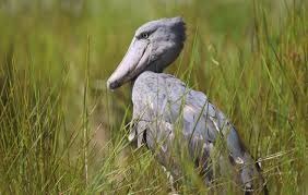 5-Day Budget Shoebill & Murchison Thrilling Tour