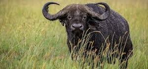 9-Day Rwanda And Kenya Magnificent Mid-Range Safari