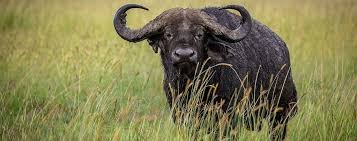 9-Day Rwanda And Kenya Magnificent Mid-Range Safari
