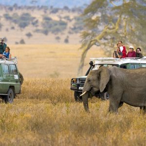 2-Day Thrilling Luxury Tarangire & Ngorongoro Safari