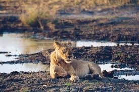 10-Day Thrilling Luxury Safari In Linyanti, Khwai & Okavango Delta