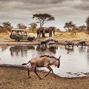 3-Day Thrilling Mid-Range Safari In Serengeti National Park
