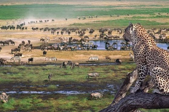 3-Day Thrilling Luxury Safari In Serengeti National Park