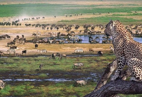 3-Day Thrilling Luxury Safari In Serengeti National Park